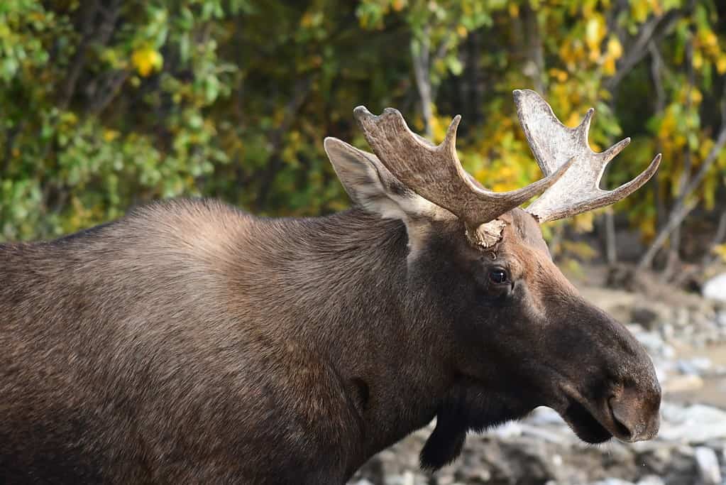 Alaska bull moose