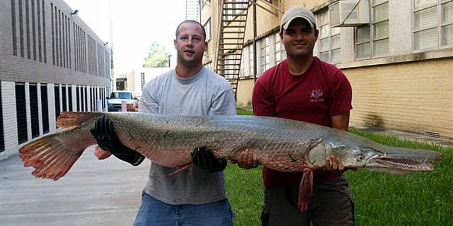 Alligator gars grow to huge sizes, as seen with this fish caught in Texas in 2004.