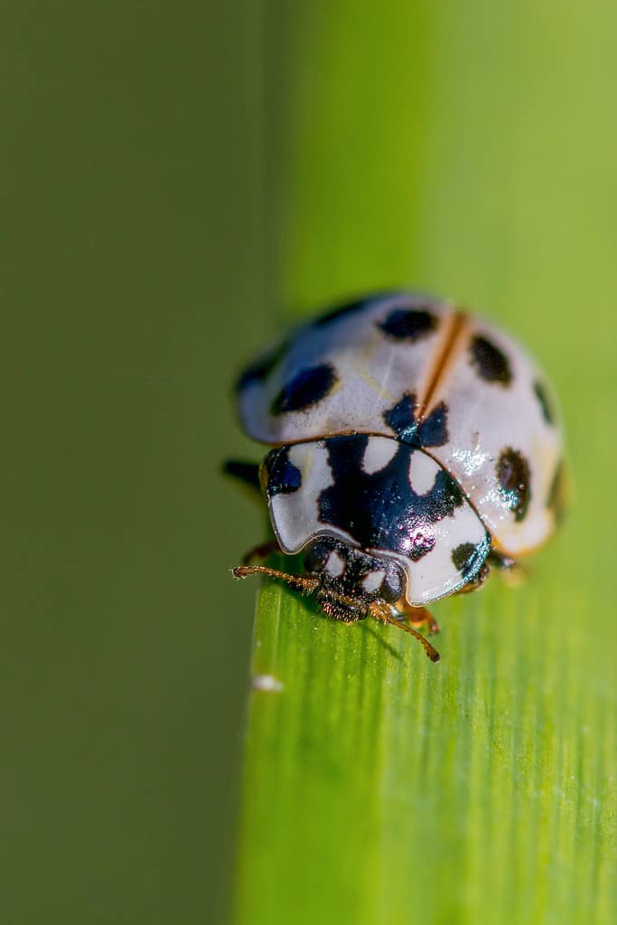 15 spotted Ladybug