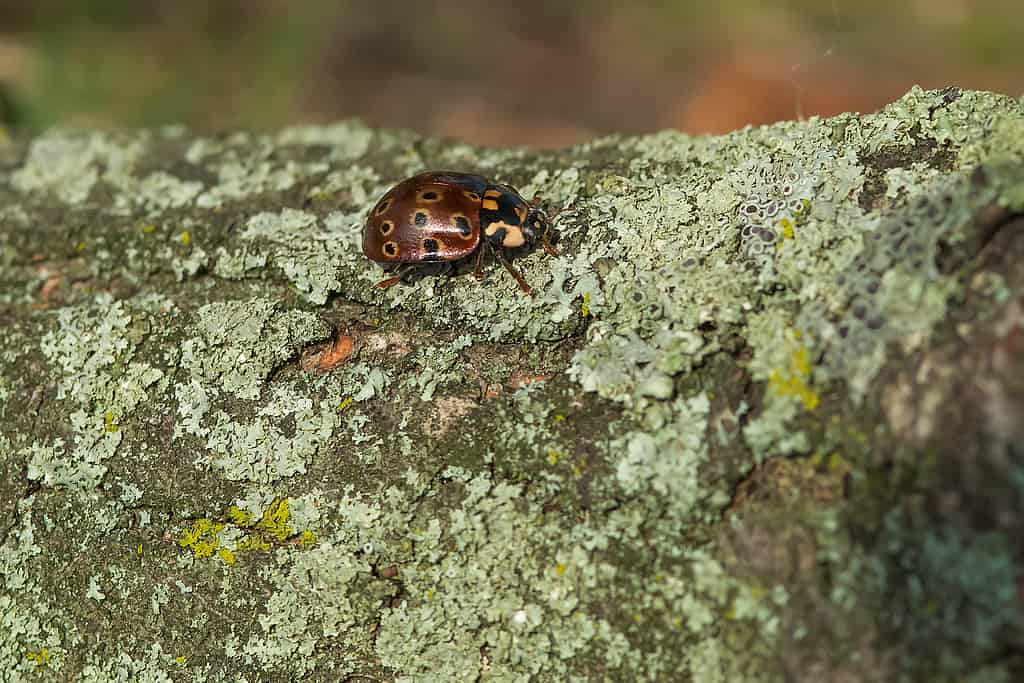 Eye-spotted Lady Beetle