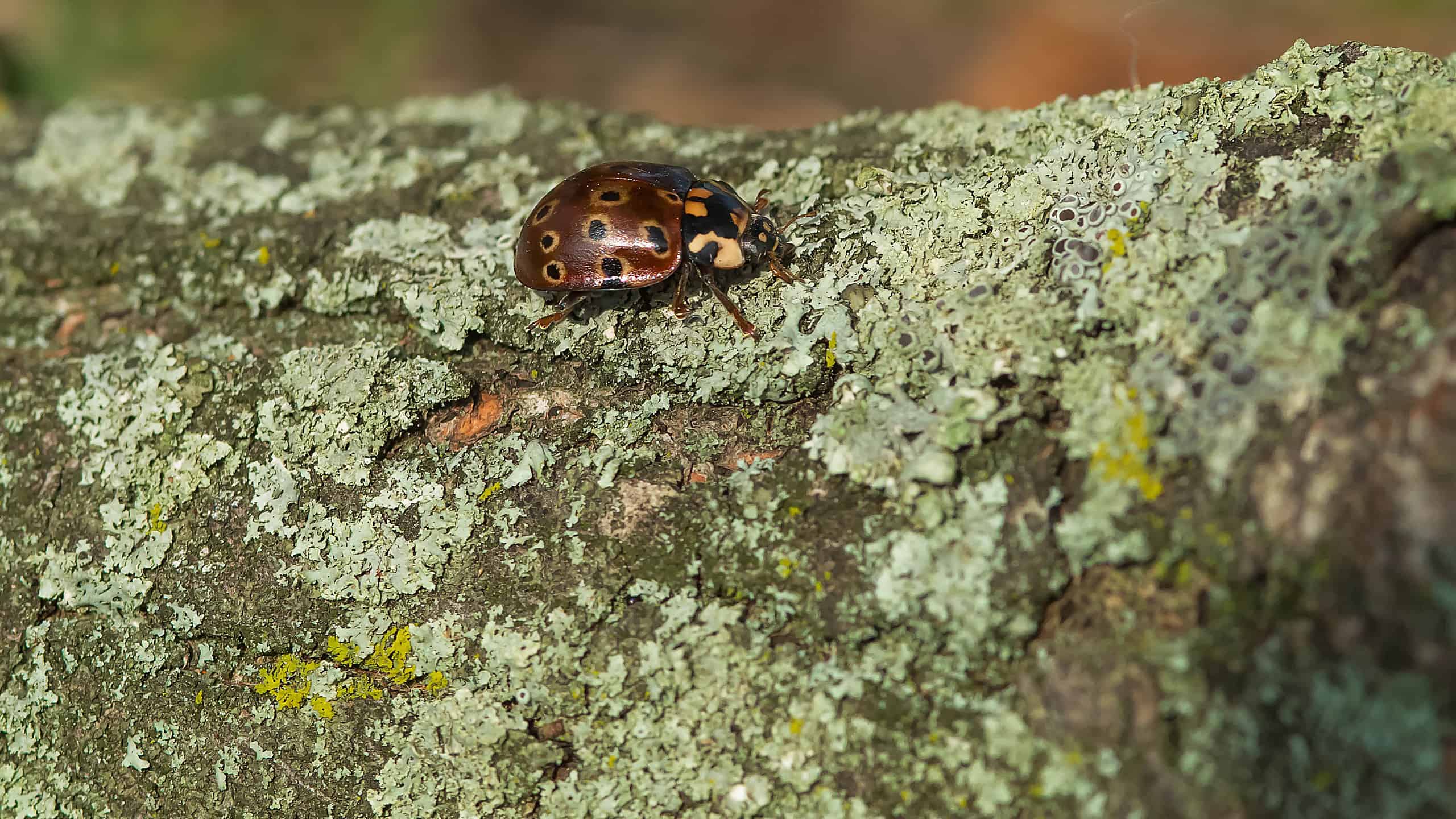 Eye-spotted Lady Beetle