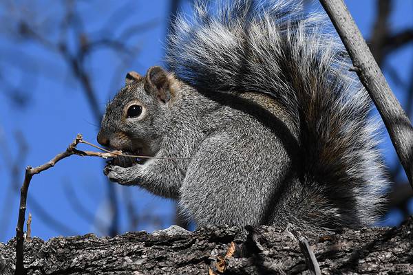 Are Squirrels Smart? Everything We Know About Their Intelligence - A-Z ...