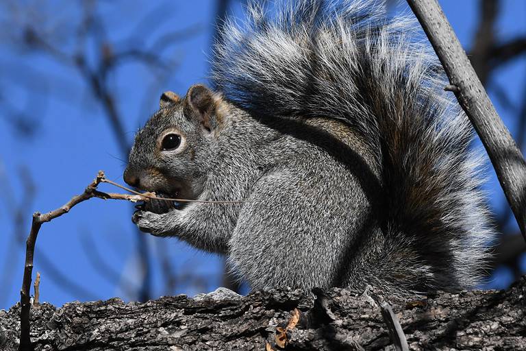 Are Squirrels Smart? Everything We Know About Their Intelligence - A-Z ...