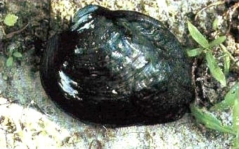 Wheeler's Pearly Mussel