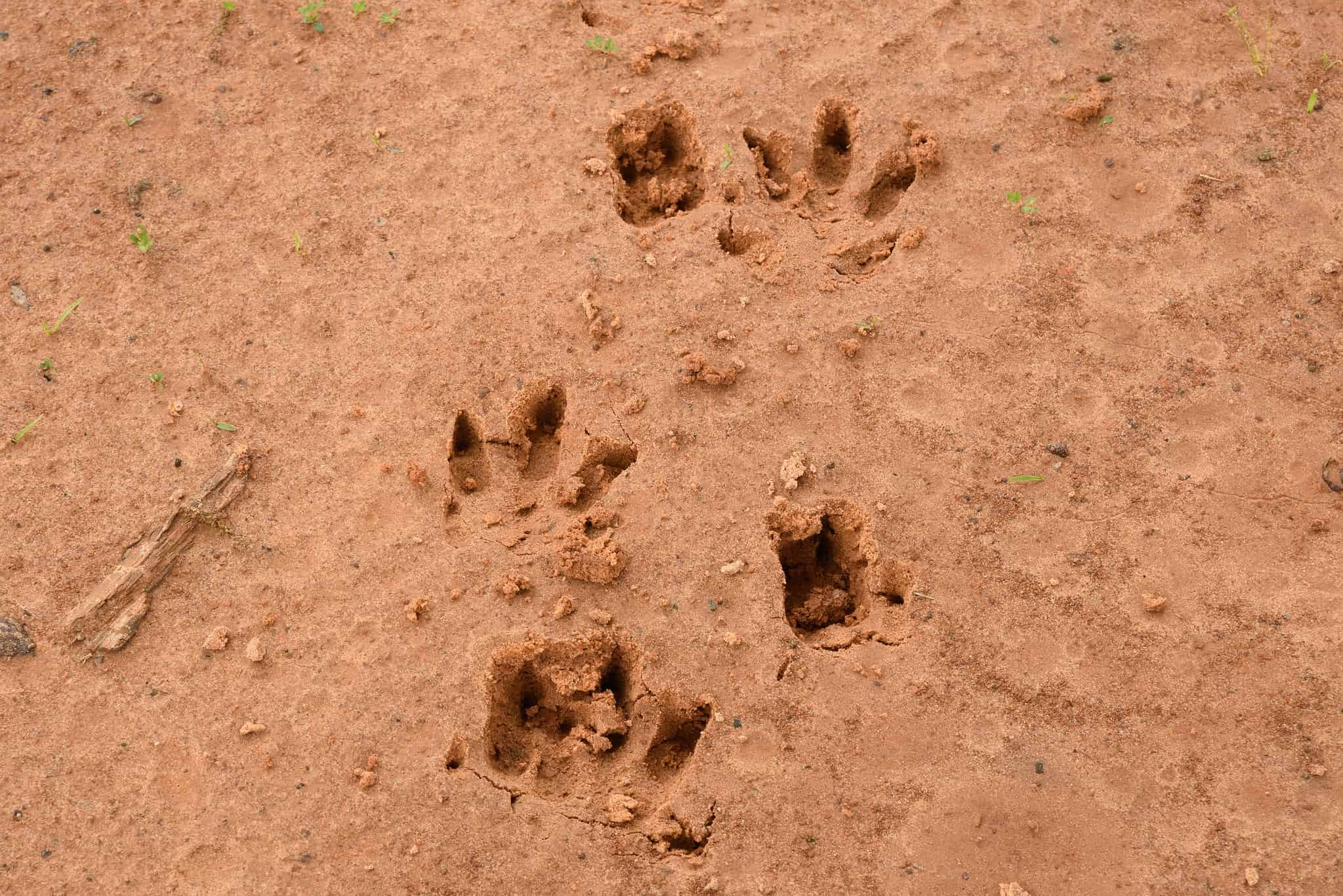 Armadillo Tracks: Identification Guide for Dirt, Sand, and More - A-Z ...