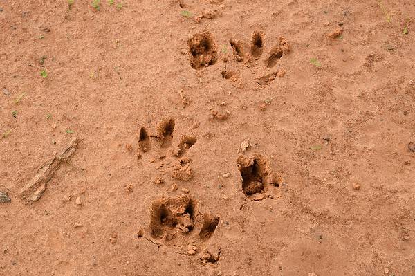 Armadillo Tracks: Identification Guide for Dirt, Sand, and More - A-Z ...