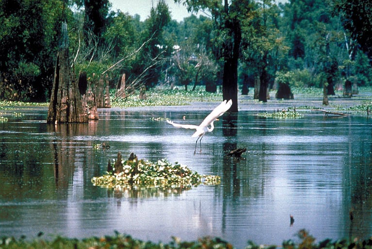 Atchafalaya_Basin