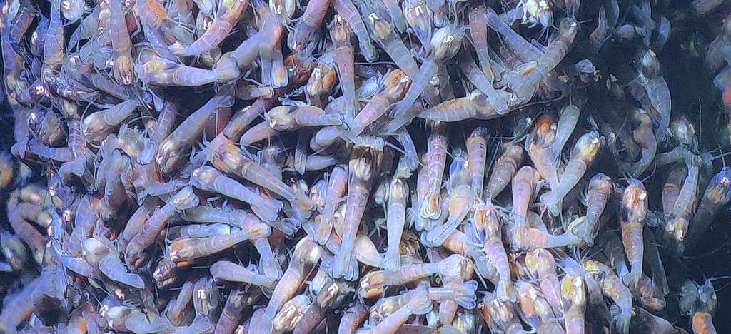 Close-up of eyeless shrimp (Rimicaris hybisae) populating the chimneys of the Beebe (Piccard) vent field