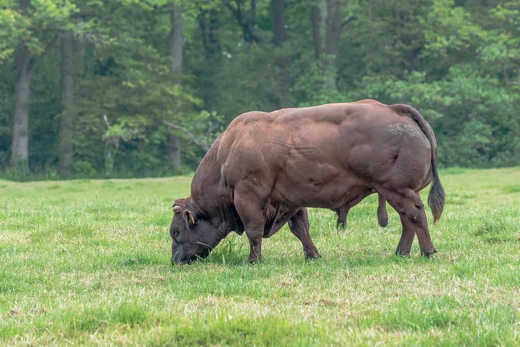 Belgian Blue Cow