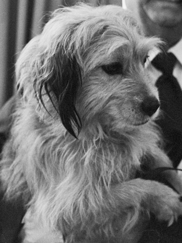 Benji (portrayed by Benjean) in 1979Press conference with film dog Benji in the Amstel Hotel in Amsterdam