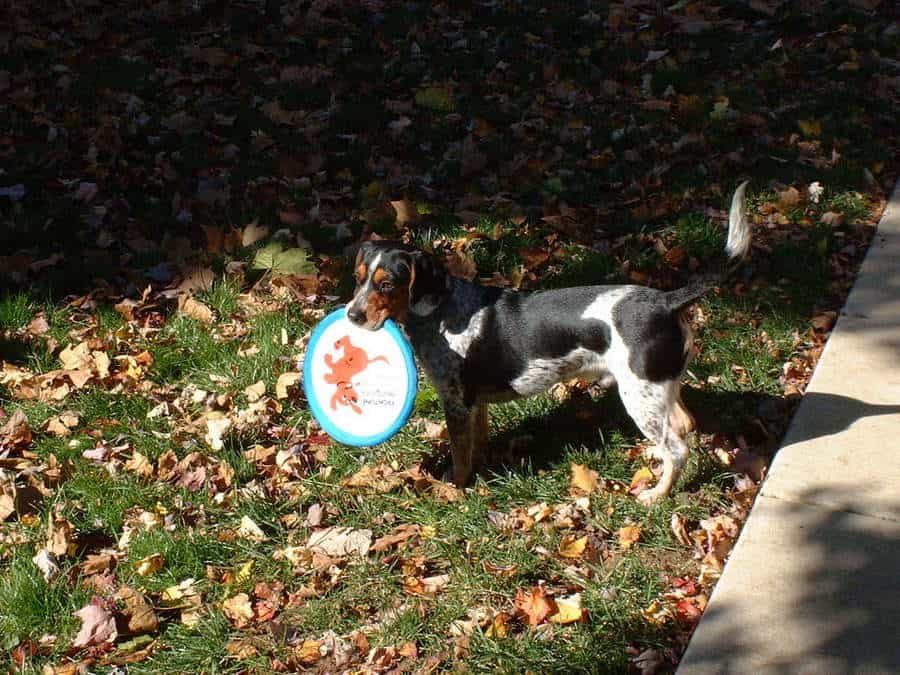 Bluetick beagle