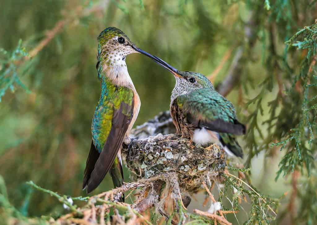 Broad-tailed Hummingbird