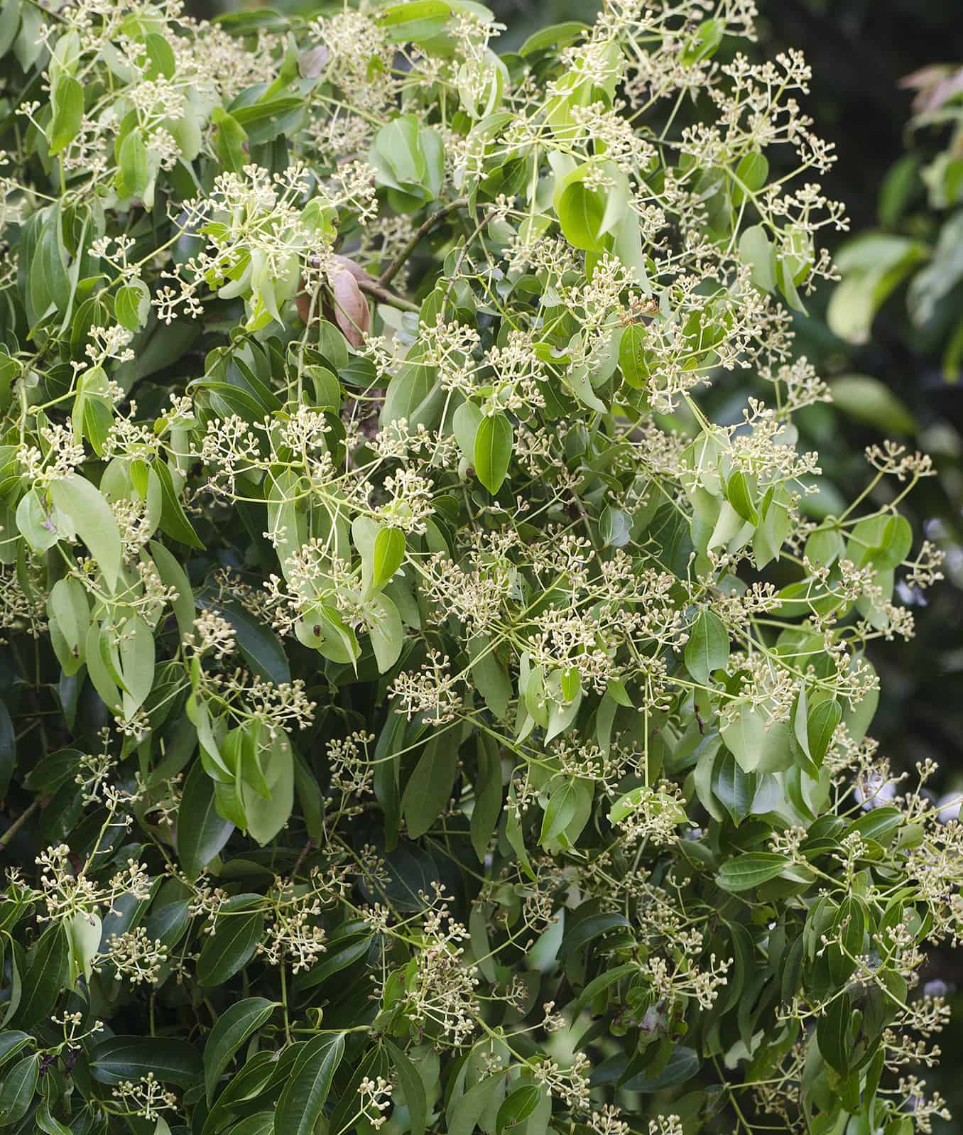 How to Get Rid of Flies Outside Instantly AZ Animals