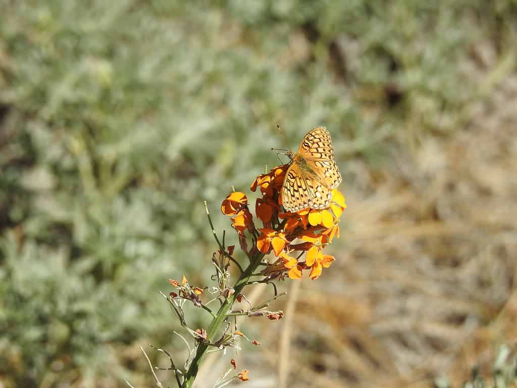 Callippe Fritillary butterfly