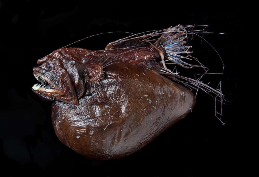 scary angler fish