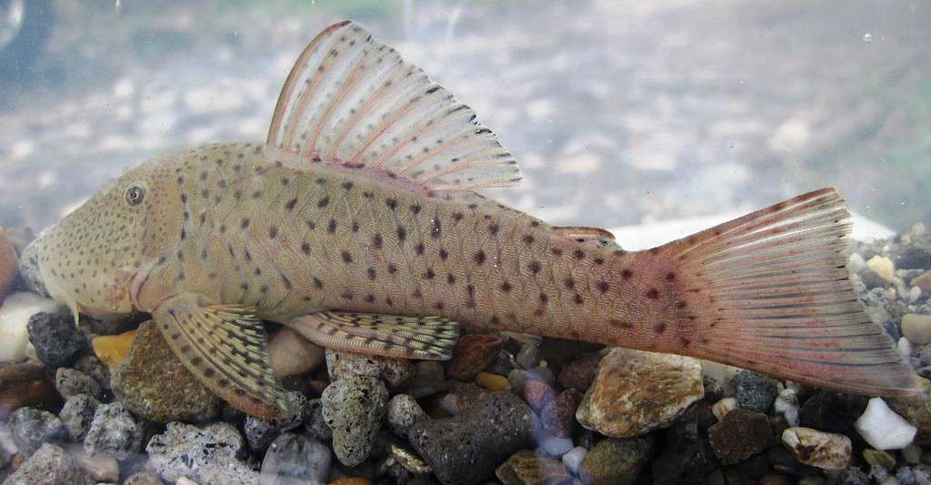 Rubber Lip Pleco or Chaetostoma milesi