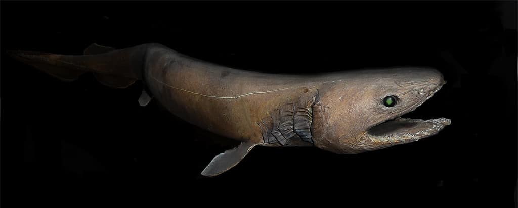 Frilled shark Chlamydoselachus anguineus