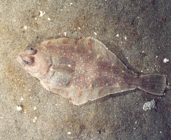 Large Tooth Flounder
