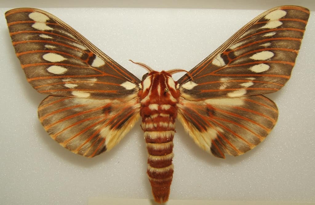 Splendid Royal Moth
