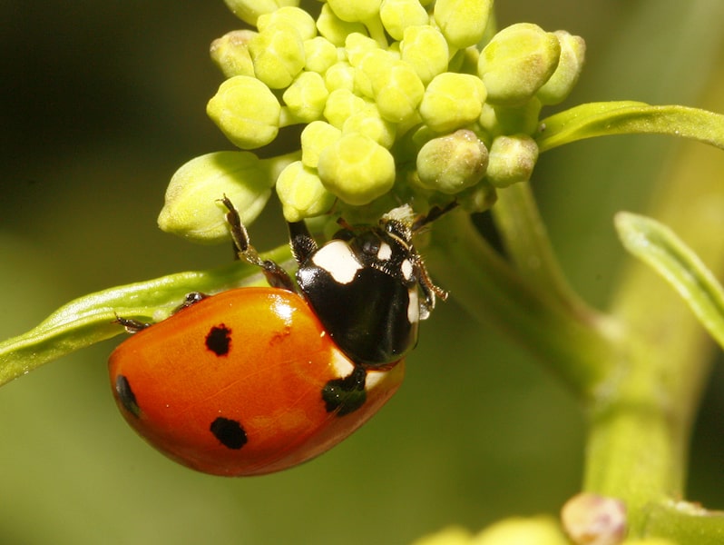 Seven-spotted Ladybug Beetle