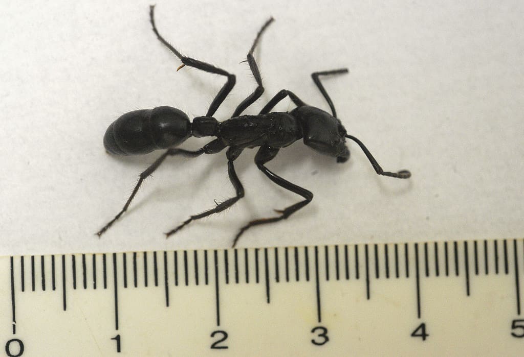 bullet ant size comparison