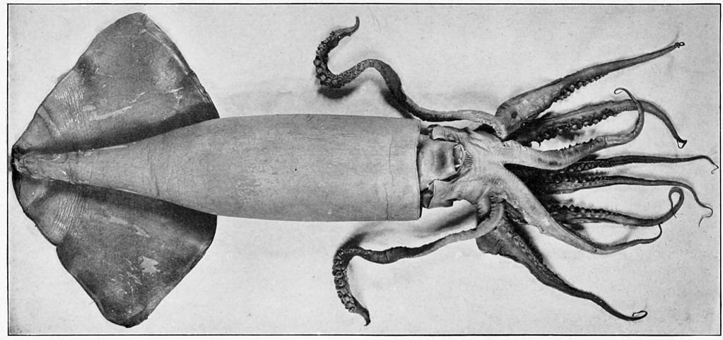 Dosidicus gigas, or Humboldt Squid. Bulletin of the United States Fish Commission