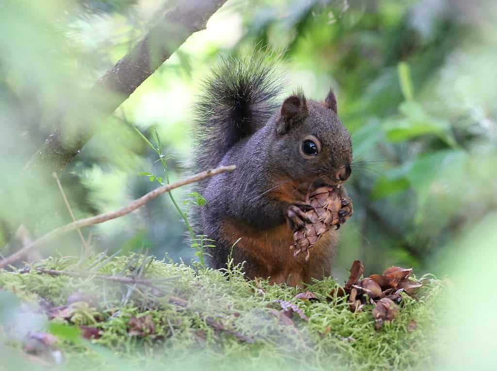 A close up of a Douglas squirrel. 