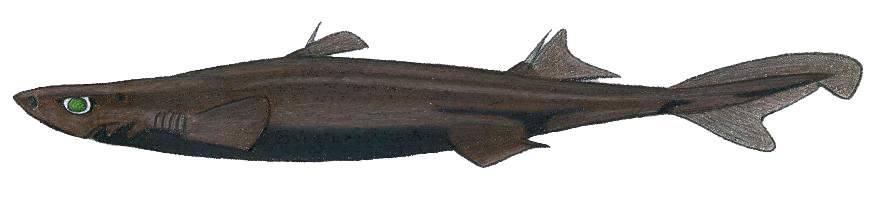 Etmopterus lucifer, blackbelly lanternshark