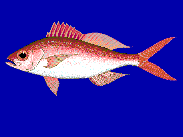 queen snapper (Etelis oculatus)