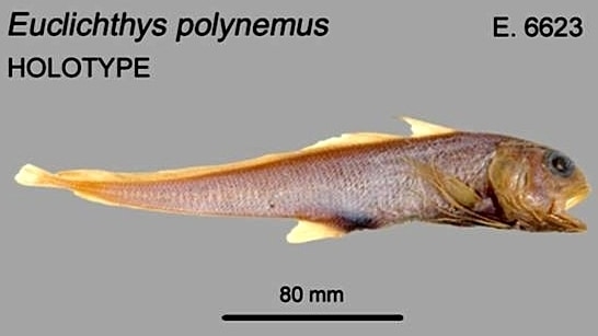 Euclichthys polynemus