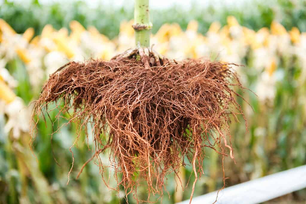 Fibrous Root System