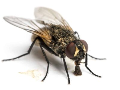 A How to Use Citronella to Repel Flies