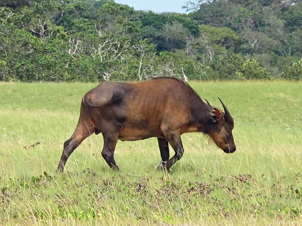 Forest bufflao (Syncerus caffer nanuns) at Loango National Park, Gaboon