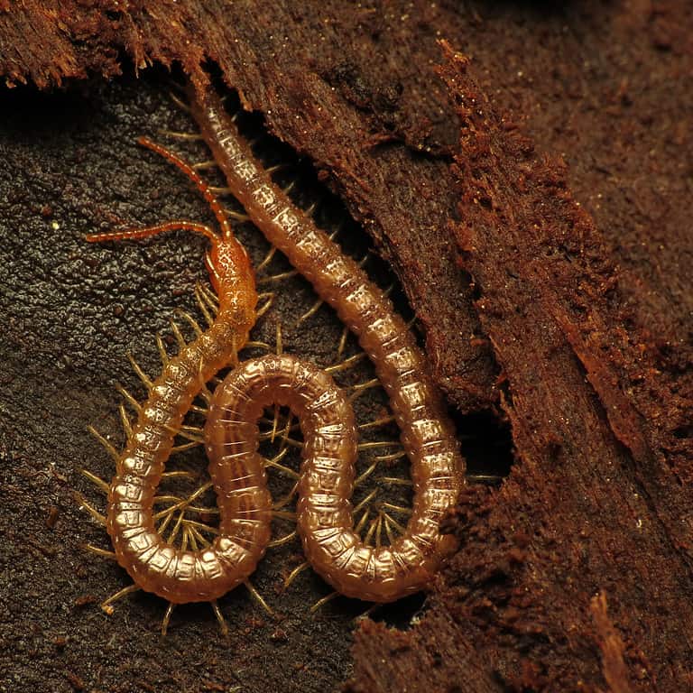 Geophilus