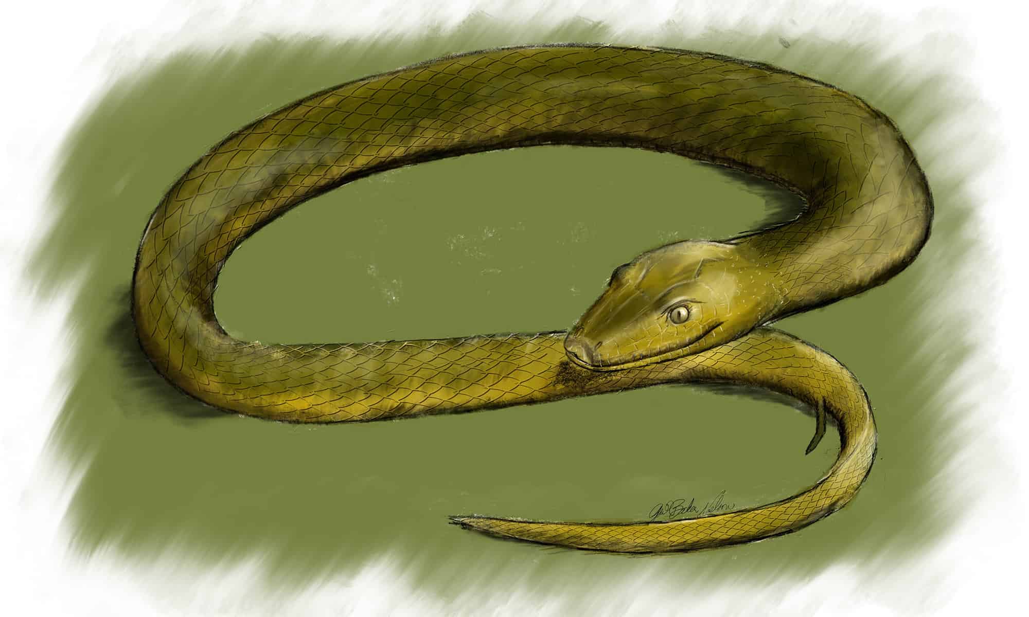 Cow Reticulated Python Animal Facts - Malayopython reticulatus - A-Z ...