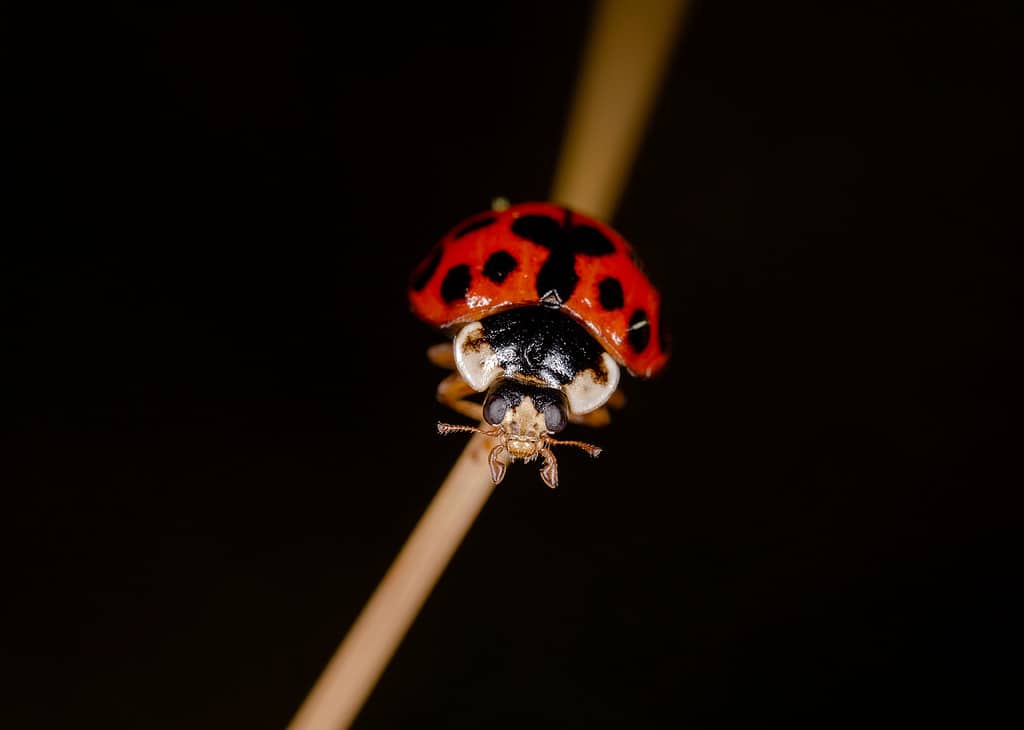 Thirteen-Spot Lady Bug