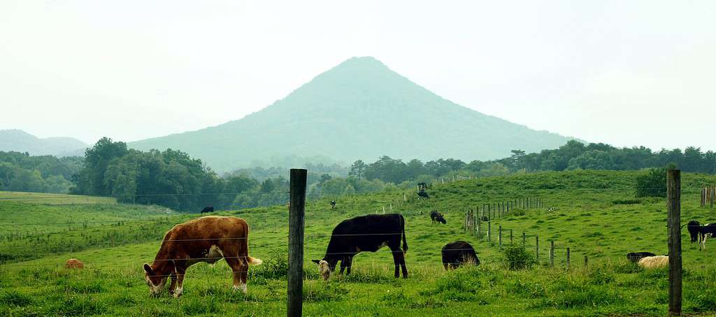 Cattle farm in front of House Mountain in Knox County, Tennessee