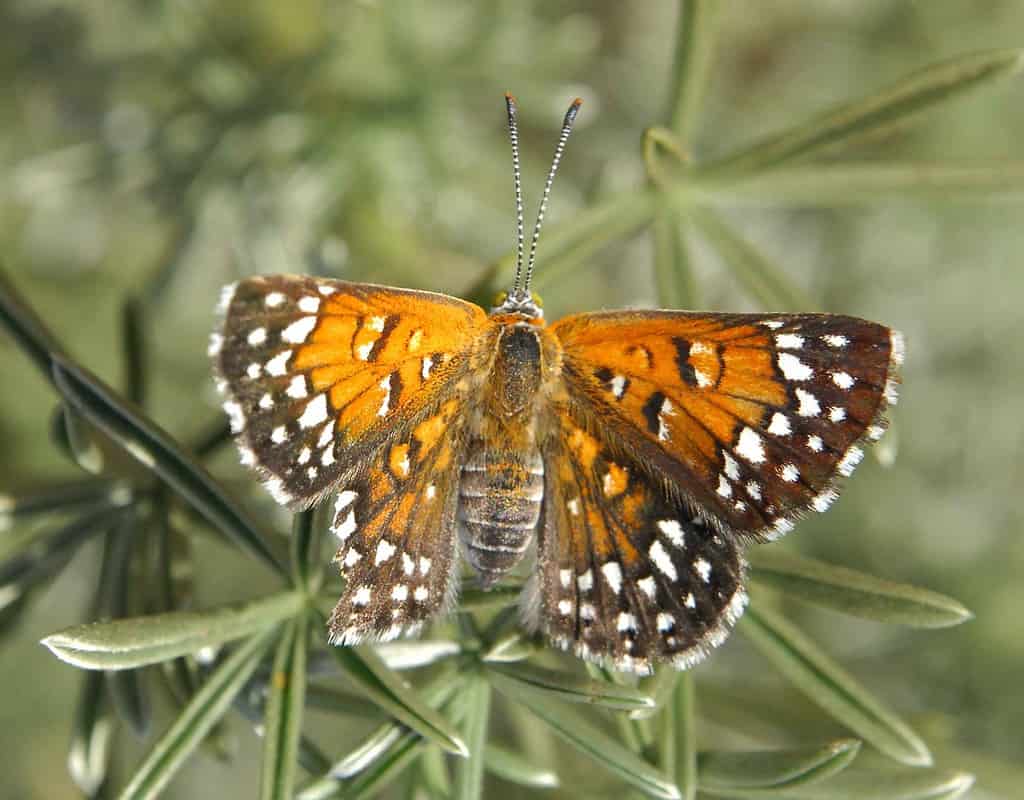 metal mark butterfly