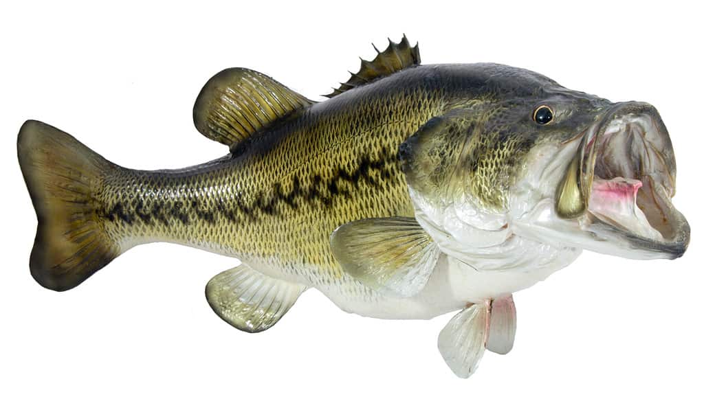 A largemouth bass is an iconic freshwater fish that thrives in lakes, ponds, rivers and streams throughout North America. This predatory game fish has a wide mouth filled with sharp teeth and a streamlined body topped with mottled green-brown scales.