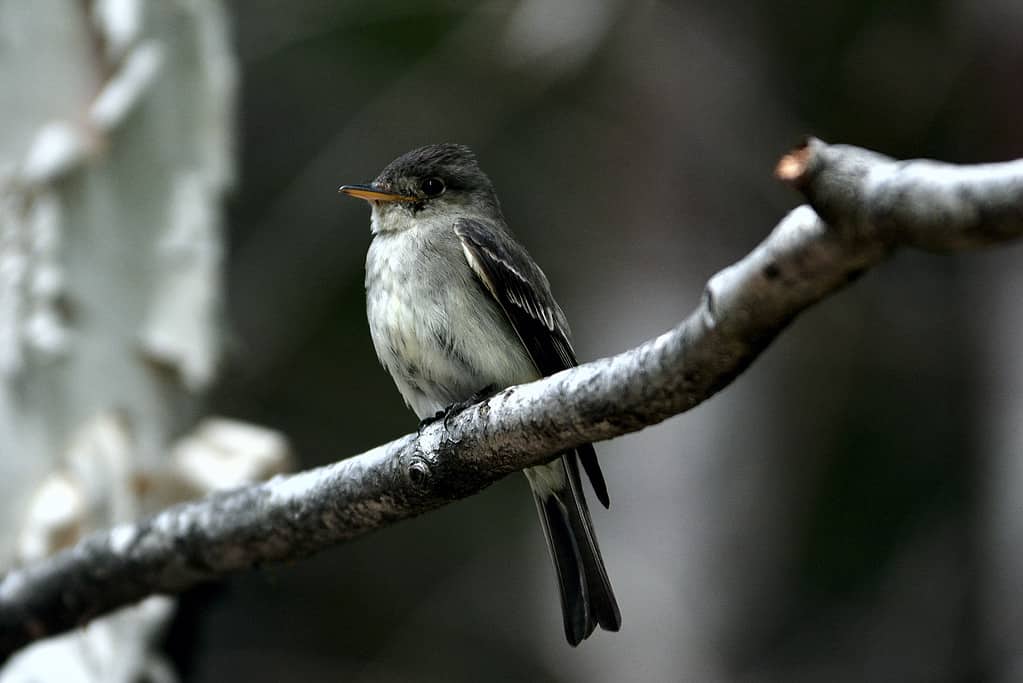 Least Flycatcher