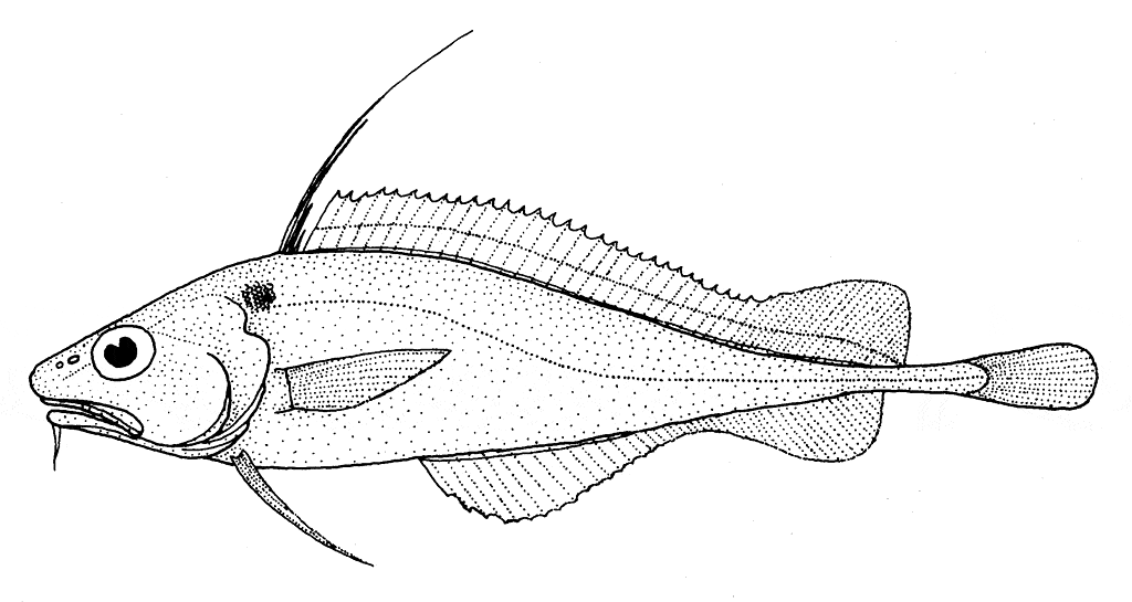 Lepidion microcephalus (Cá tuyết đầu nhỏ)