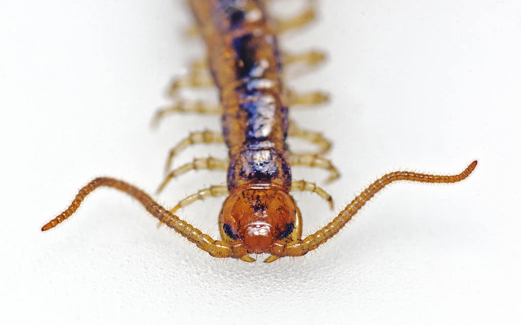 Lithobius melanops