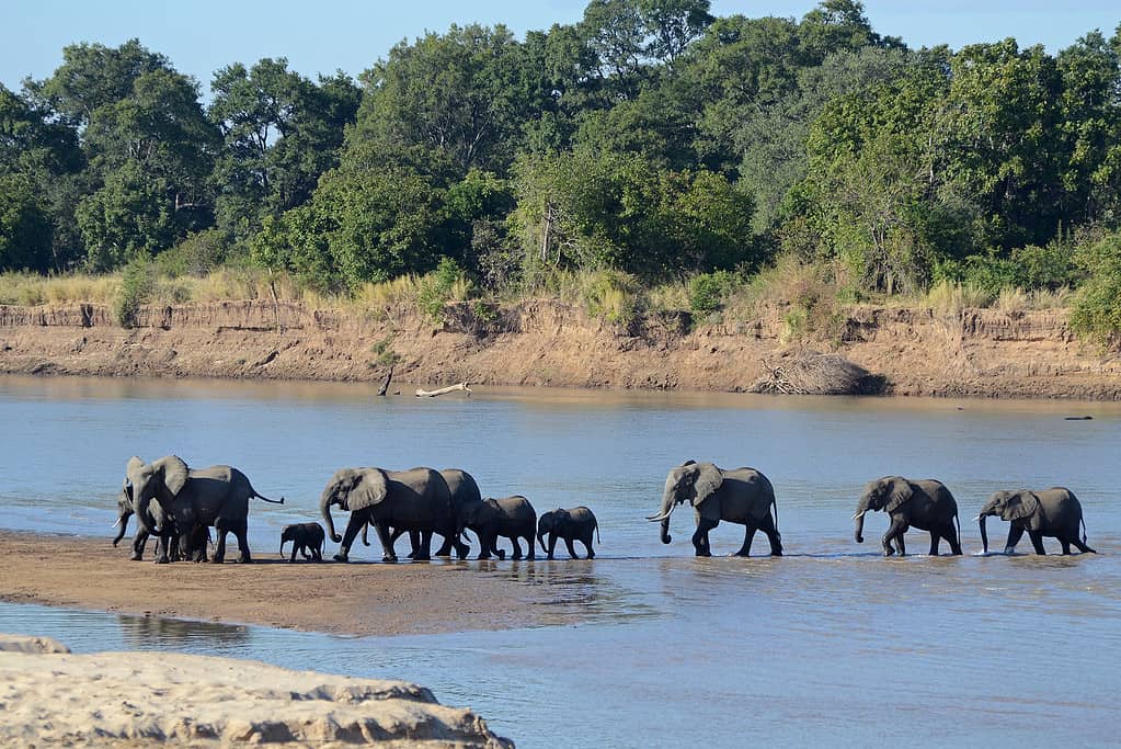 Elephants crossing the Luangwa River at South Luangwa National Park, Zambia