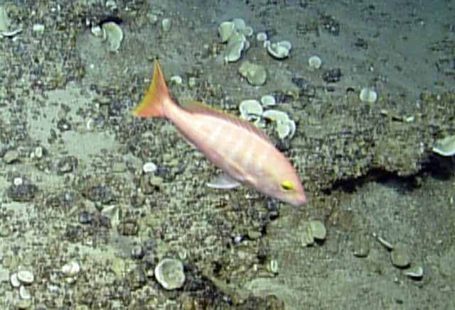 Lutjanus vivanus (Anegada Passage) Silk snapper