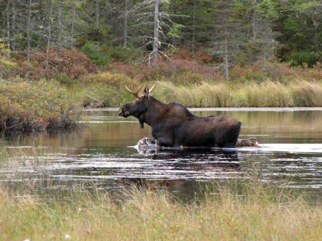 Eastern moose (Alces alces americana)