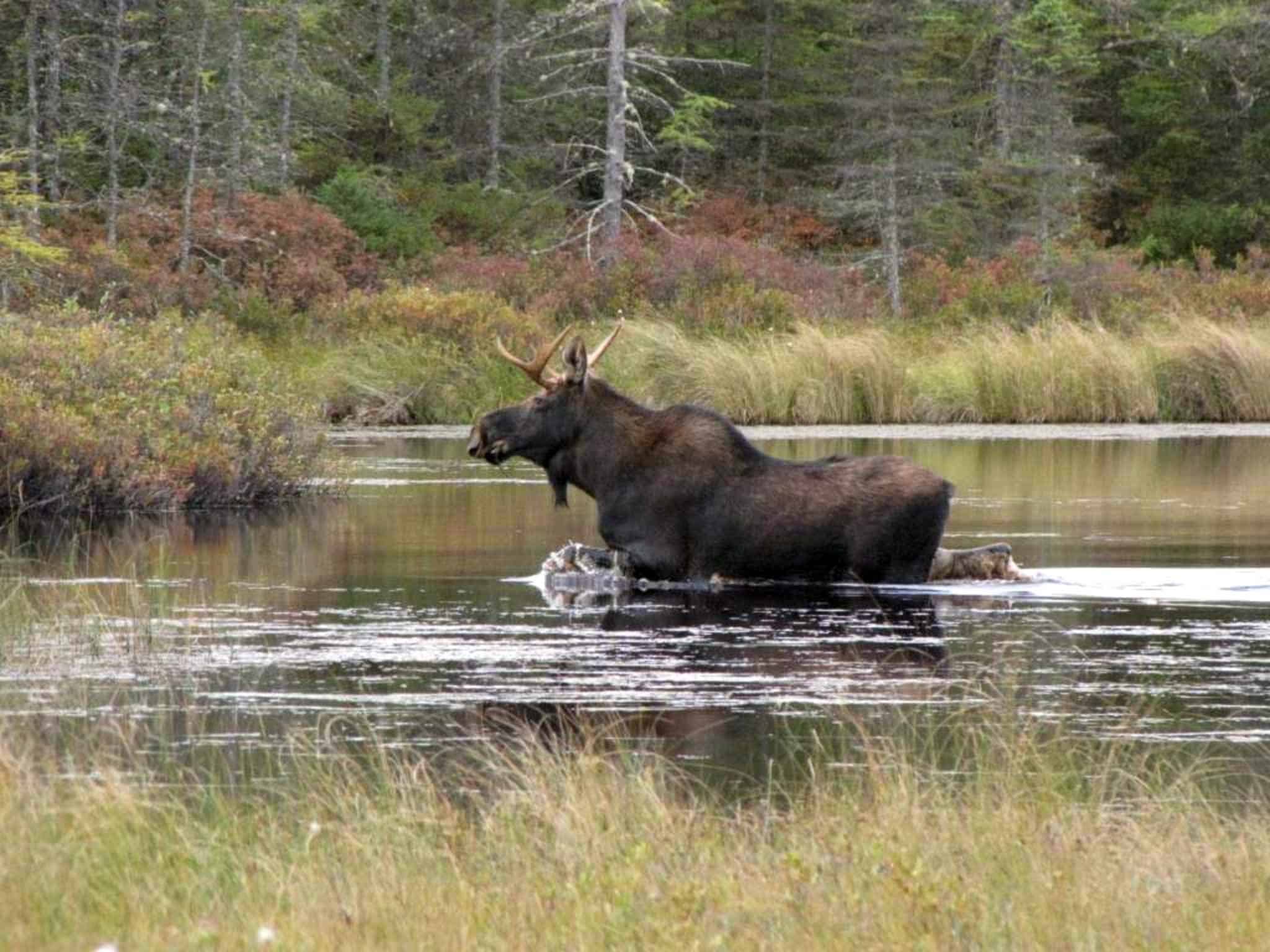 Discover the 5 Official State Animals of Maine - A-Z Animals