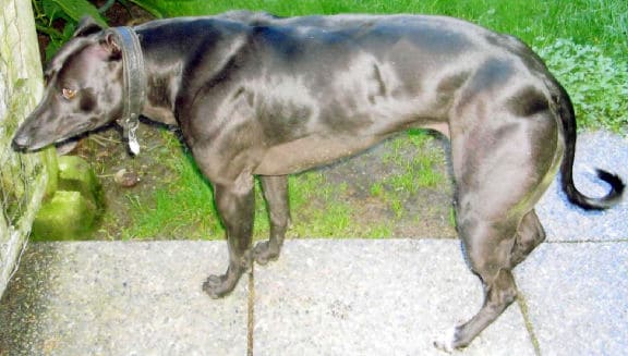 Bully Whippet - "A Mutation in the Myostatin Gene Increases Muscle Mass and Enhances Racing Performance in Heterozygote Dogs"