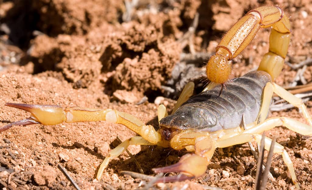 Image of a Desert Hairy scorpion, showcasing its hairy appearance and robust pincers.