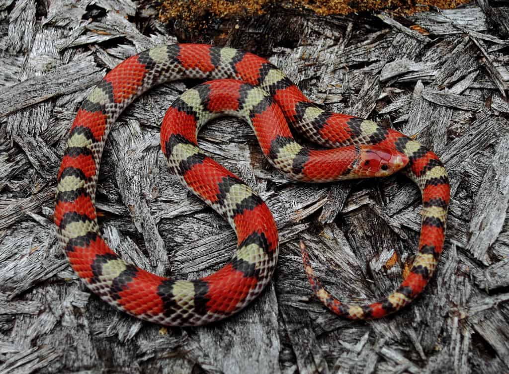 Northern Scarlet Snake