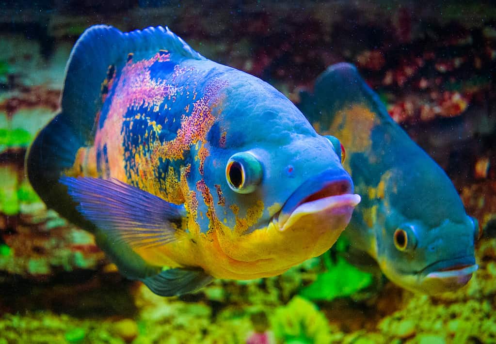 Huge Oscar Fish Teeth